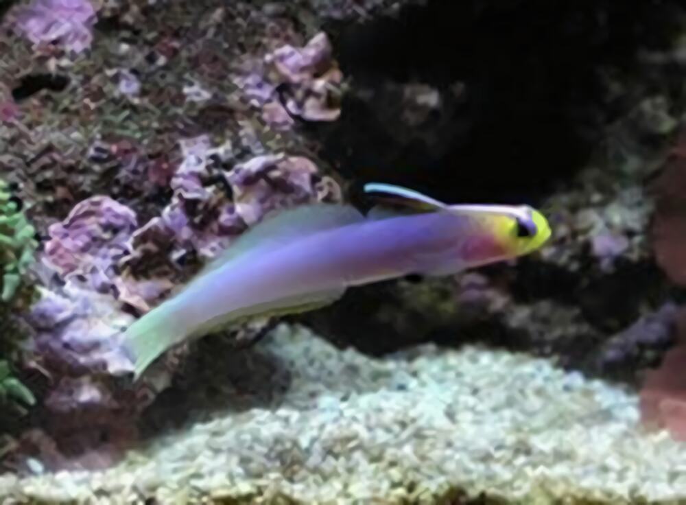 雷达鱼身份信息