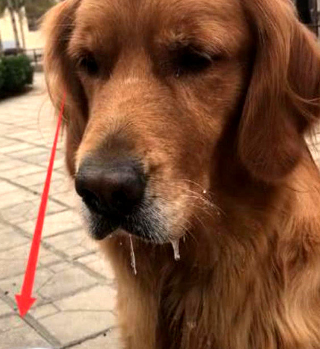 吃客金毛狗狗以便一杯酸奶,馋的口水飞流直下,一看地面上主人家笑抽了
