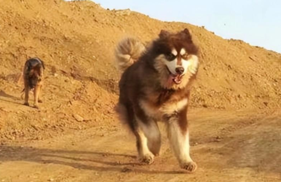 狗狗被困天台,好心邻居帮忙喂养,一个月才发现被骗了