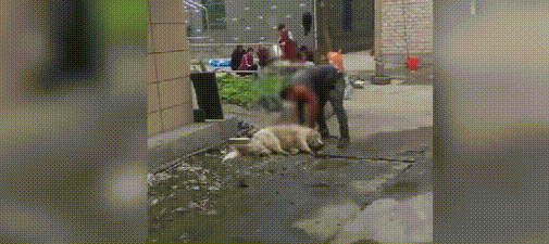 男子在路边屠狗，哀嚎声传遍小区，女子愤然制止，他的回答太嚣张