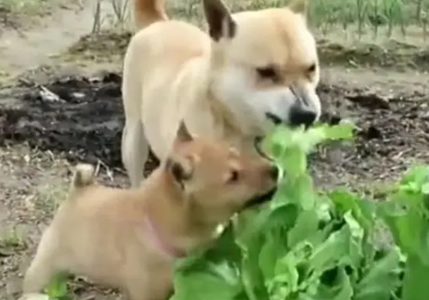 土狗菜园子里偷菜吃,被小主人教训后做出这个动作,网友:王者狗