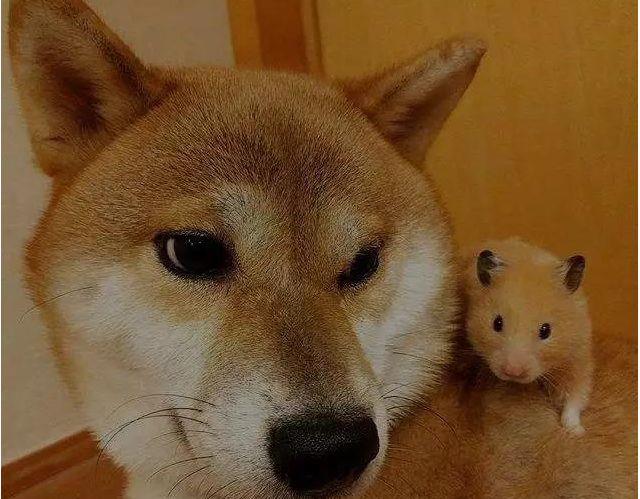 柴犬和猫咪总是蹲在一起看电视，像是两个久违的小伙伴