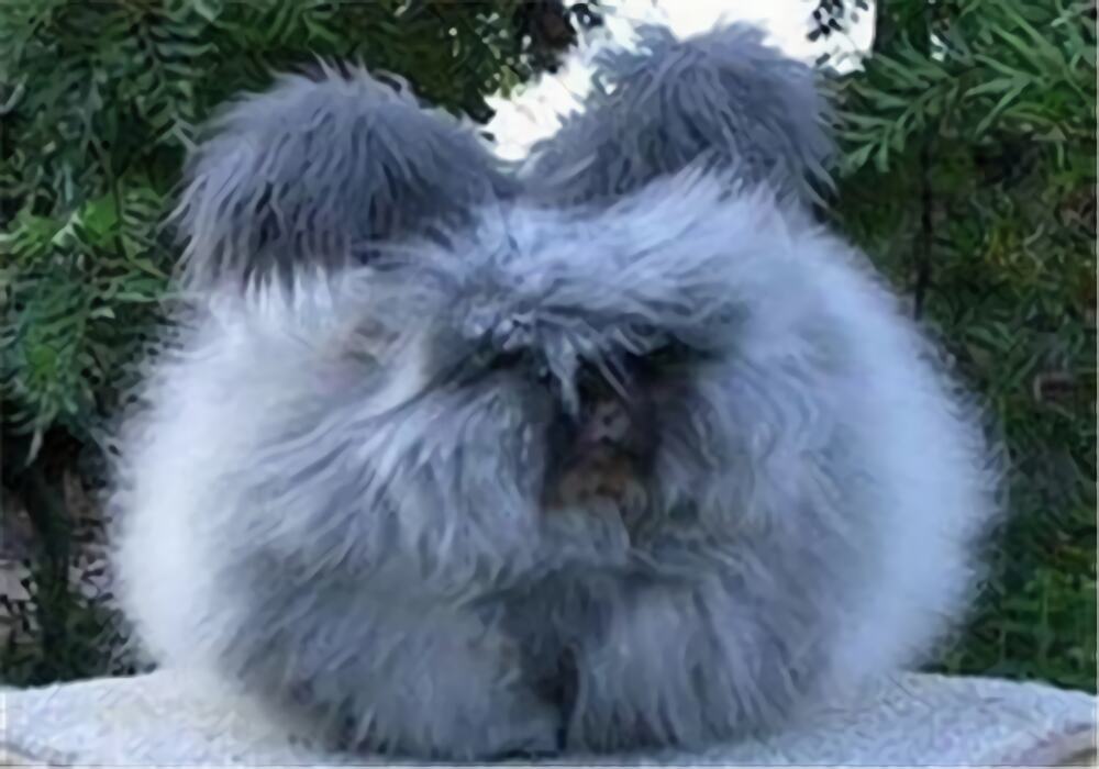 安哥拉兔身份信息