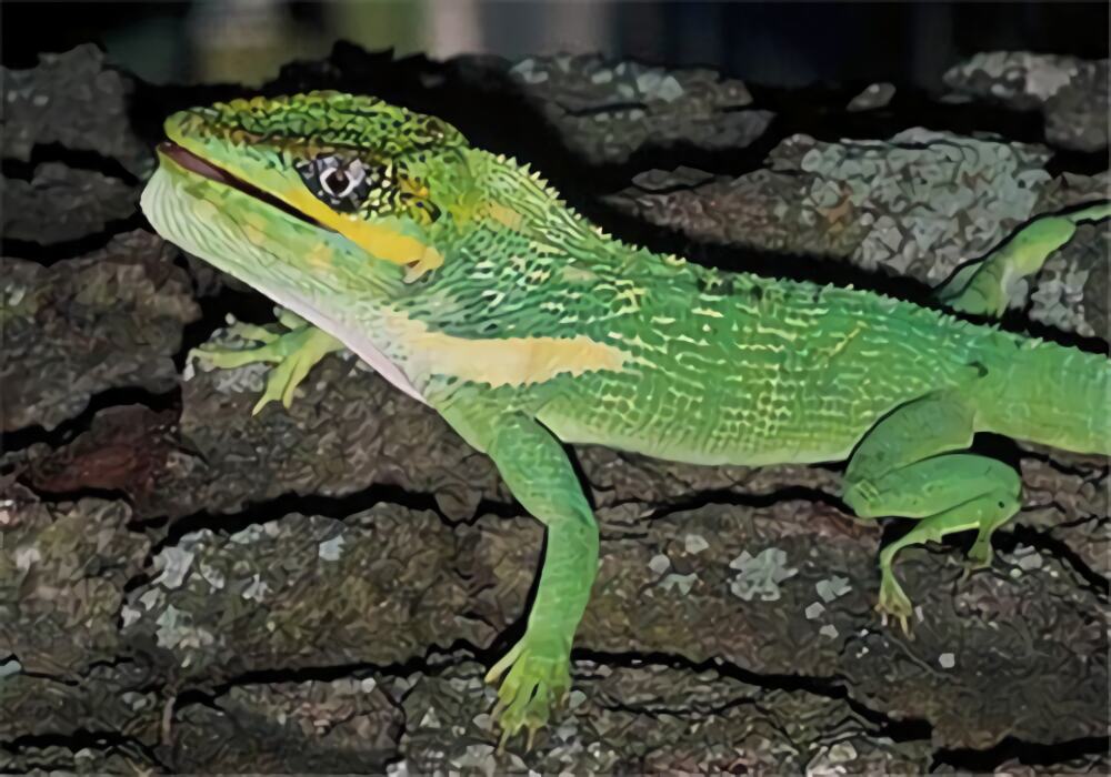 古巴变色蜥身份信息