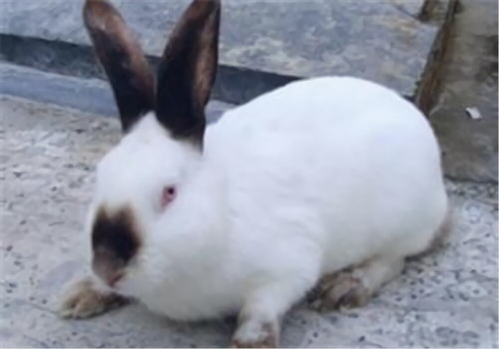 加利福尼亚兔身份信息