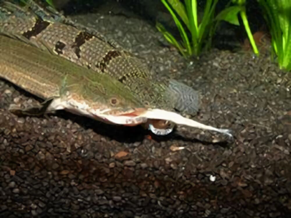 戴氏多鳍鱼身份信息