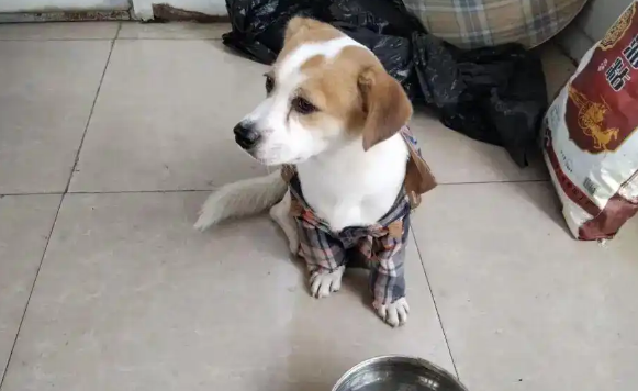 小狗国庆“被弃高速”不吃不喝苦等主人，主人：不是故意的