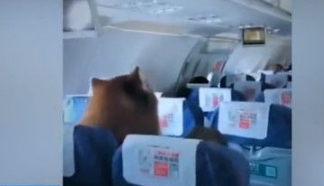 机上惊见巨型汪星人 南航:证件齐全的辅助犬