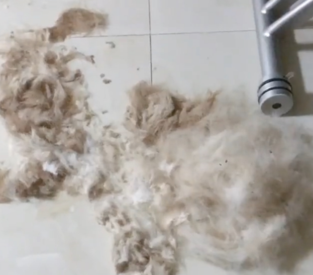 主人给拉布拉多剃毛,狗生气倚着墙生无可恋,狗:我不要面子的吗