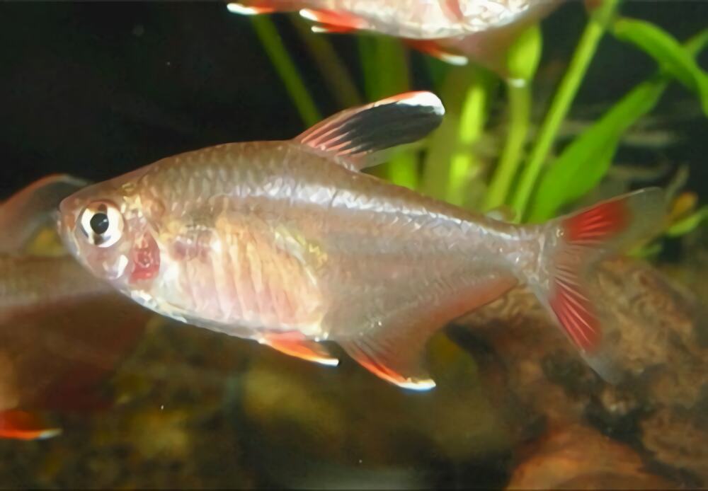 新大钩扯旗身份信息