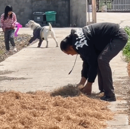 主人在门口干农活时,狗狗的举动让人感动:真没白养你啊
