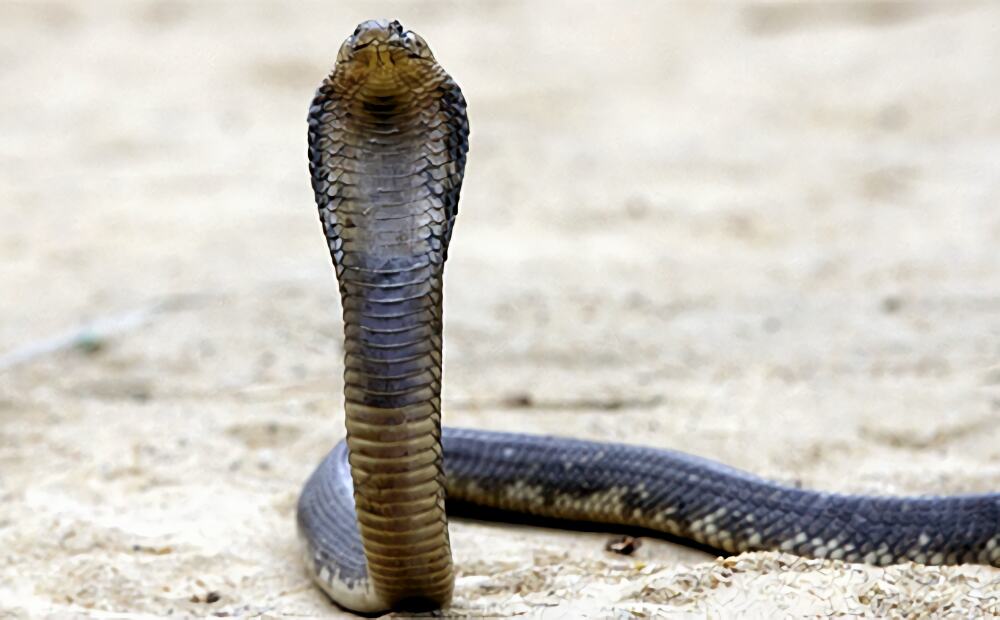 埃及眼镜蛇身份信息