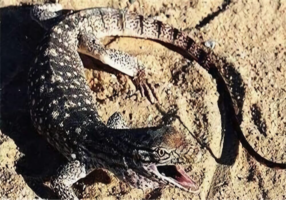 沙漠巨蜥身份信息