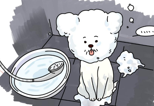 带狗狗去宠物店美容是没必要的?相反,往往还能预防疾病