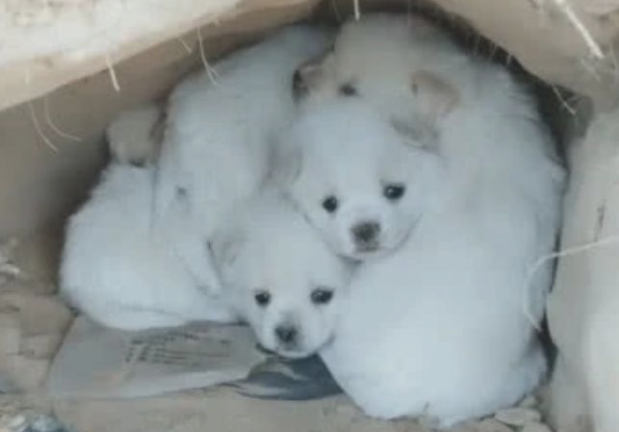 大狗狗看不到了,几个小流浪犬不离不弃,心痛