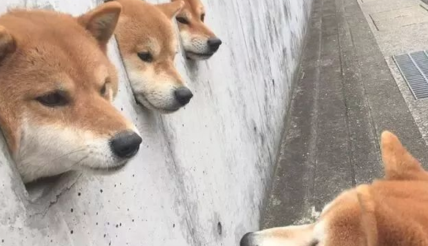 三只柴犬超喜爱卡洞，不经意被网民发觉，之后竟变成游玩景点！