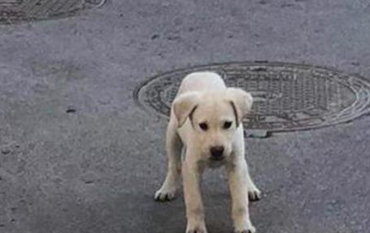 邻居捡到只流浪小奶狗,殊不知刚抱回家没二天,小家伙又被丟了出去