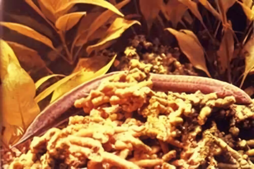 非洲肺鱼身份信息