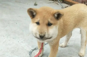 狗狗一改以往顽皮品牌形象,一天到晚埋着个脑蛋,主人家仰身一看笑出猪叫