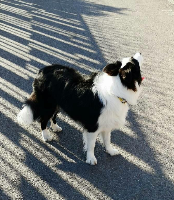一只狗干着上亿美元的活,拯救了一个飞机场,被称作英勇牧羊犬