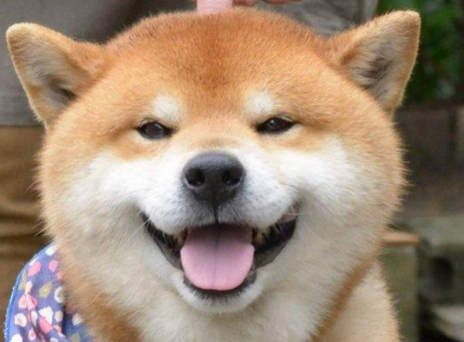 网红明星柴犬好养吗？你们说柴犬多少钱一只