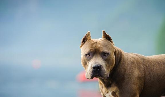女孩子养比特犬,狗狗浑身肌肉,现实版美女与野兽?