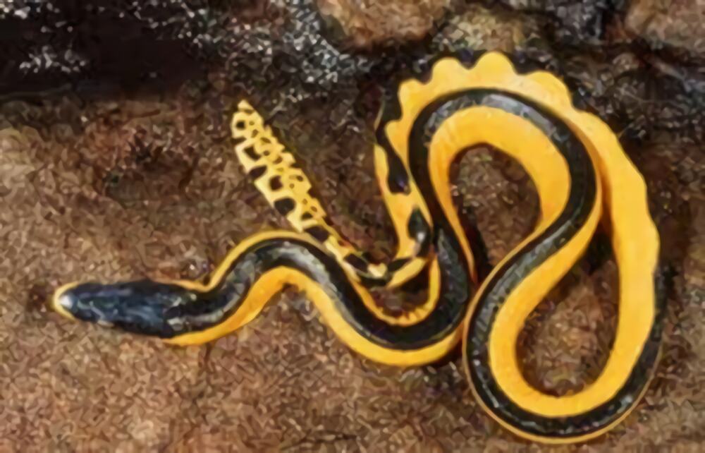 长吻海蛇身份信息