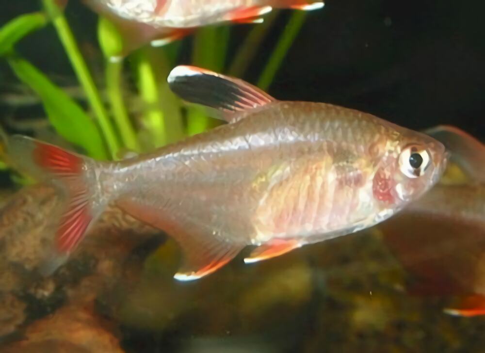 新大钩扯旗身份信息