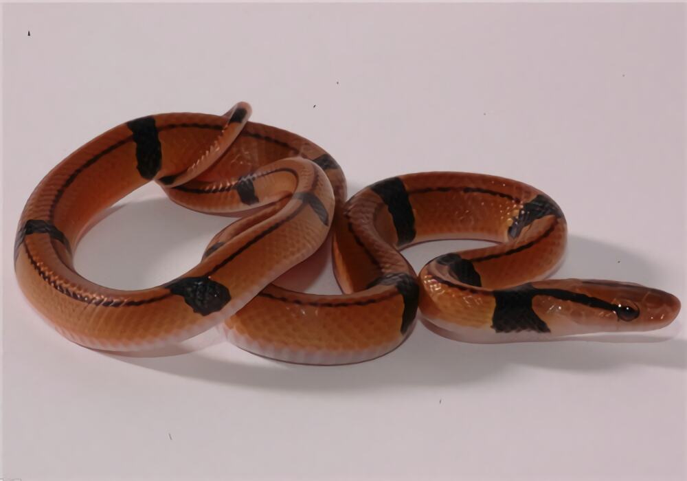 红竹蛇身份信息