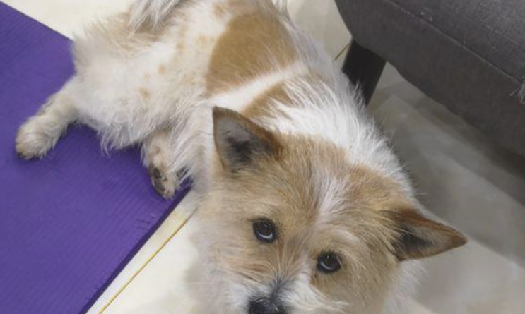 餐馆里女生无意间喂流浪狗个骨头，殊不知狗狗竟积极帮助看管单车