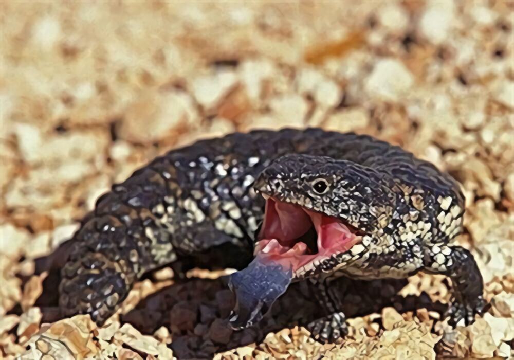 松果蜥身份信息