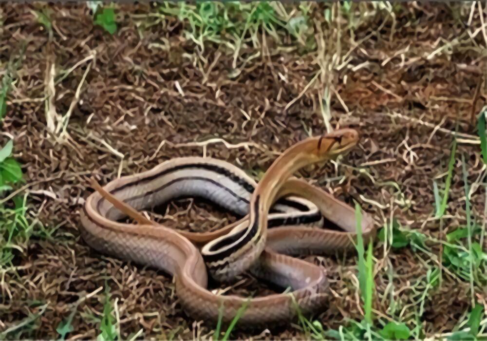 三索锦蛇身份信息