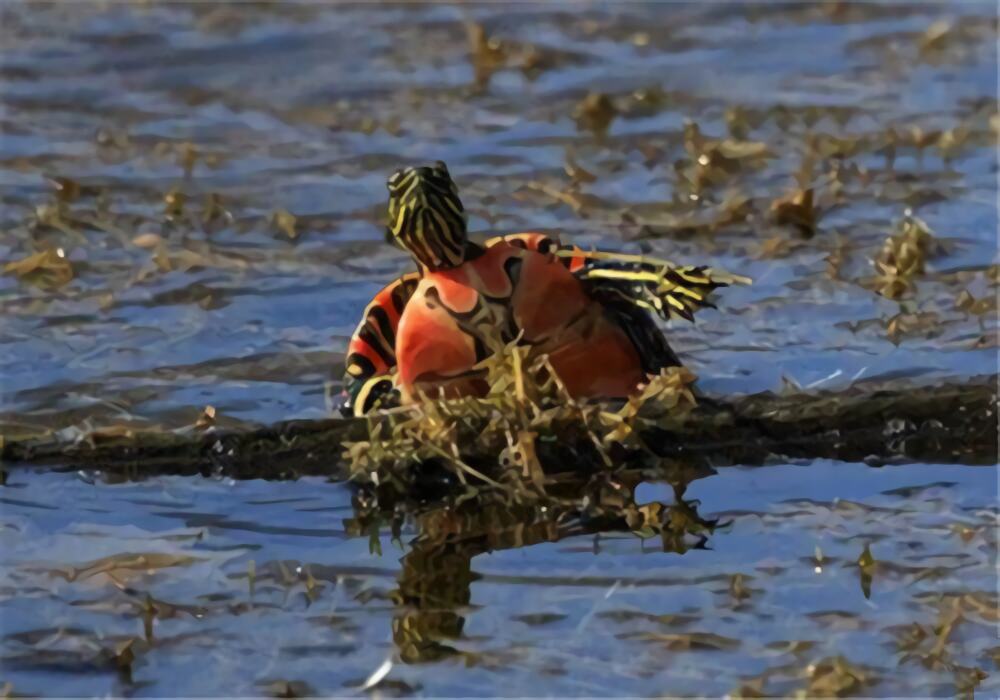 西部锦龟身份信息