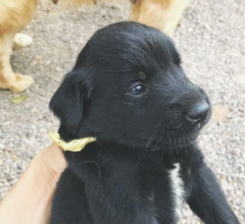 原本亲密无间的二只金毛,在母犬产下小黑狗以后,完全闹僵了