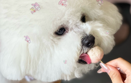 女子宠狗成瘾,花数万元为宠物办生日派对
