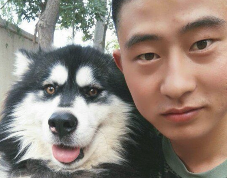 二哈摇身一变化身为军犬,狗生做到巅峰之战