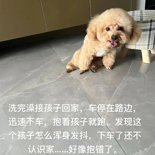 宠物店接狗回家,可它浑身发抖还不认识家了,原来是...“救命,汪被拐了!”