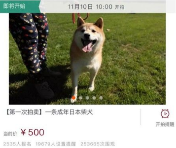 4岁柴犬寄养一千多天 法院拍卖意外走红