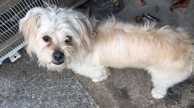 流浪狗跑进酒店餐厅蹭暖气片被工作员赶出来，见到宠物狗后它一脸羡慕嫉妒