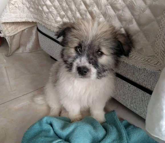 流浪犬被抛弃在公园,女生要想收留,盆友:小土狗,丢面子
