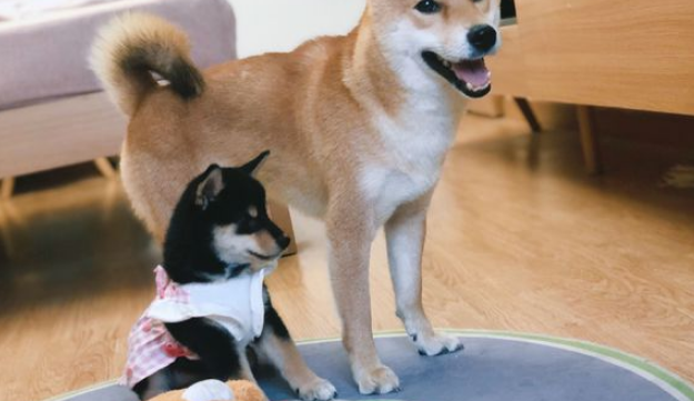 柴犬当上“亲哥哥”以后,它积极照料“亲妹妹”,还带它一块玩