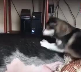 一头猪与5只狗一起生活,竟成功带跑偏,现在行为举止都很像狗!