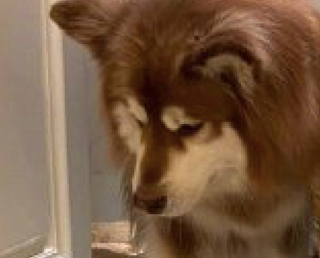 两只狗被猫害得躲到洗手间，阿拉斯加目光避开，柯基则向主人家求助！