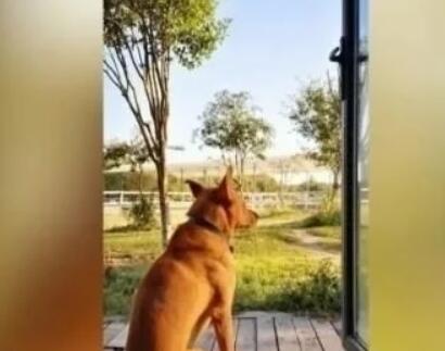 遛狗时爱犬走丢,找到时已被剥皮取肉…监控拍下这一幕