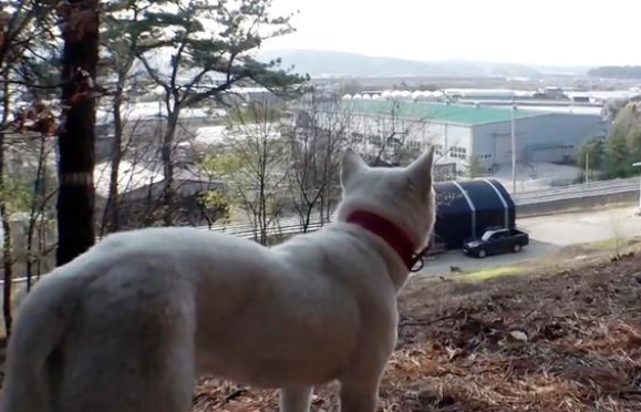 狗狗送养后意外走丢，9天后竟与主人重逢，自己却瘦成了皮包骨