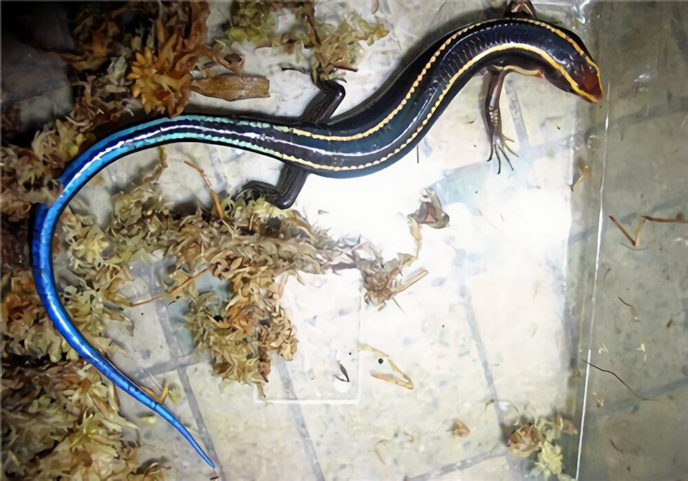 四线石龙子身份信息