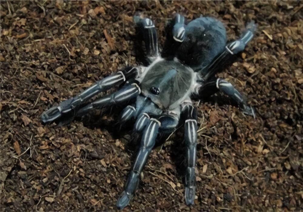 泰国斑马脚身份信息