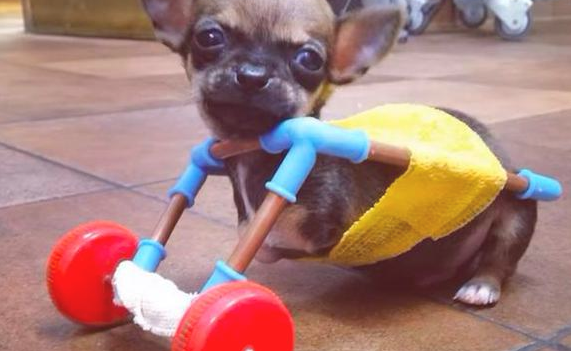 狗狗残疾被丢垃圾箱，女生捡回家了却遭反对，它的行为最后让爸接纳