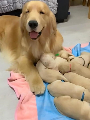 金毛生下一窝狗崽,乐到连入睡都面带微笑,主人看后内心一阵暖