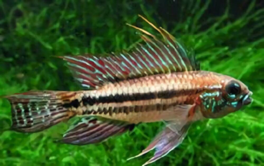 酋长短鲷身份信息